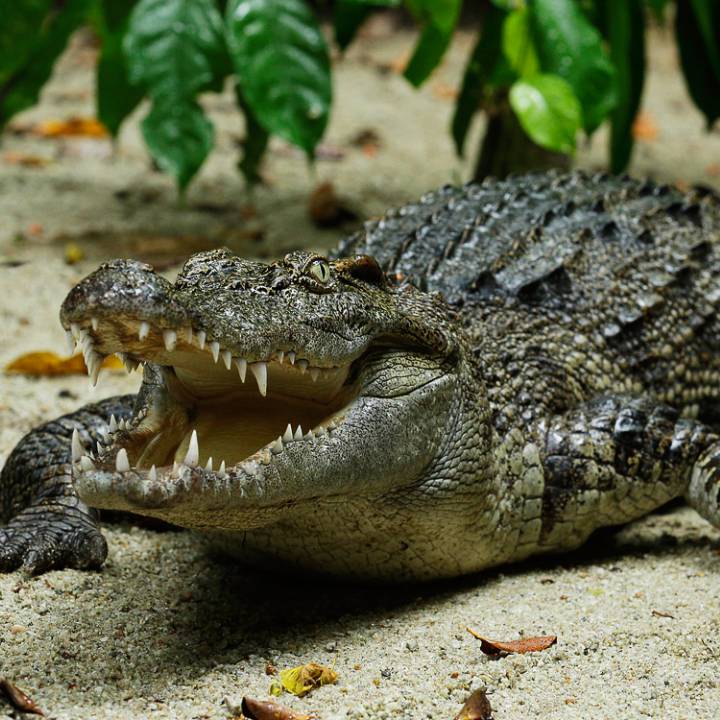 Siamese crocodile