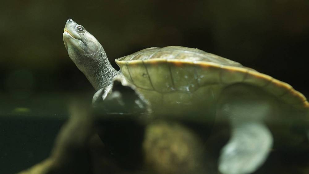 terrapin resting on a flat rock
