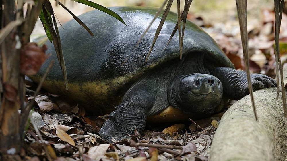 Rediscovering The Royal Turtle