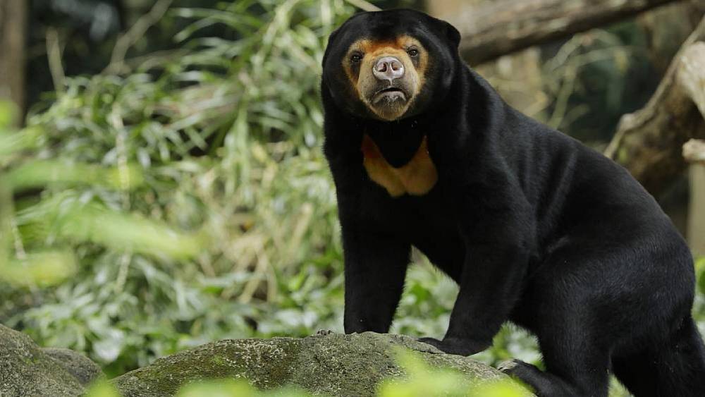 Free The Bears