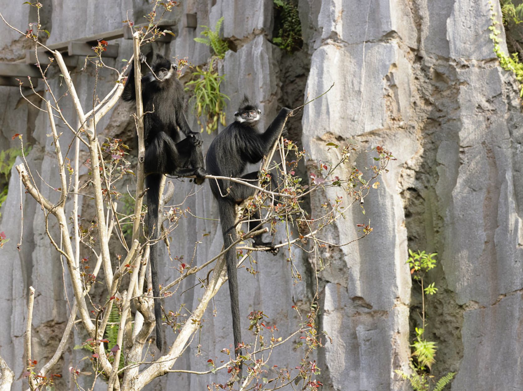 François’ langurs on the karsts