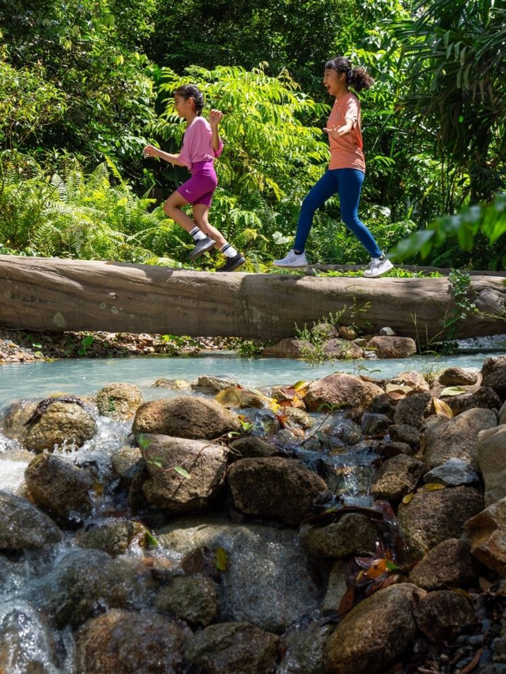 Forest Treks, Intersecting the Elevated Walkway, this adventurous trail takes you deeper into the rainforest.