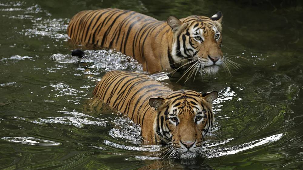 tigers swimming