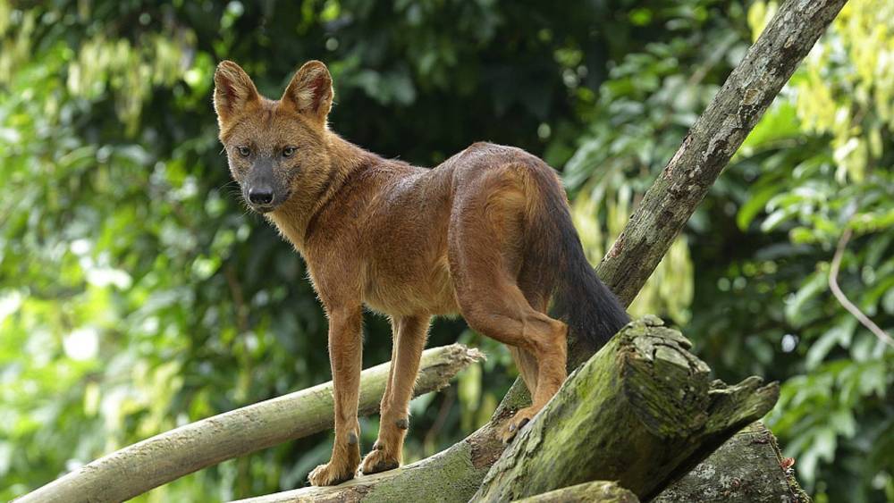 wild dog on a fallen tree trunk