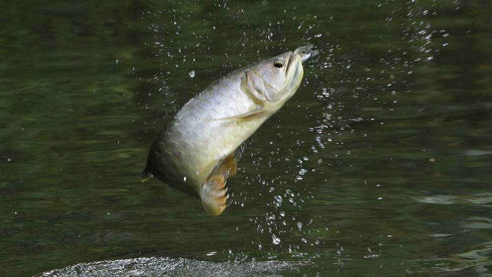 fish leaping out of water