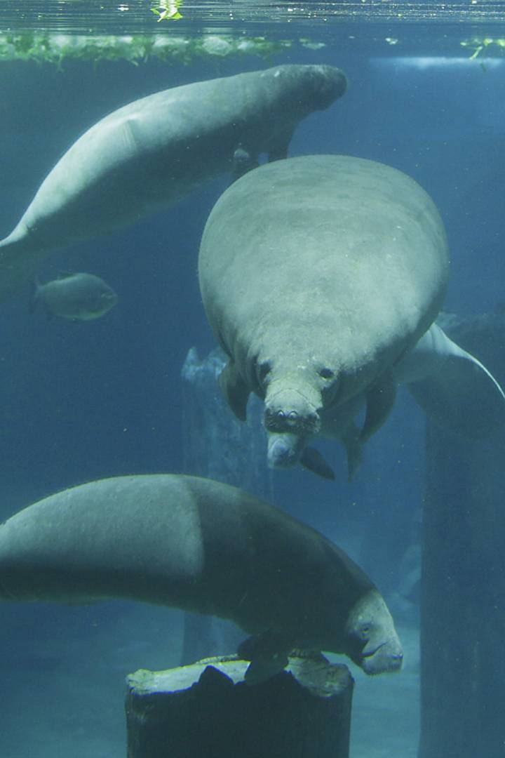 Amazon Flooded Forest
