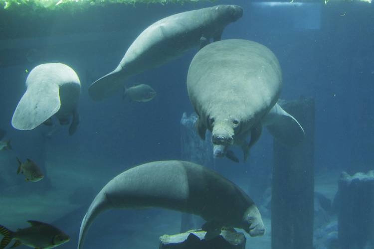 Amazon Flooded Forest