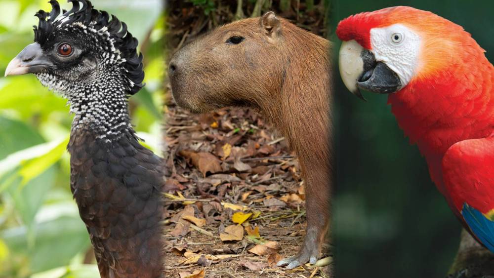 collage of animals