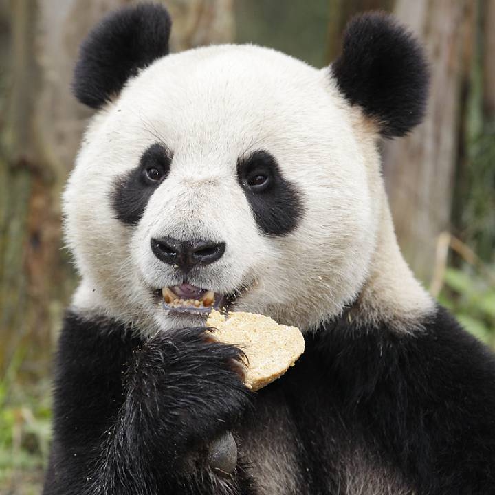Giant panda