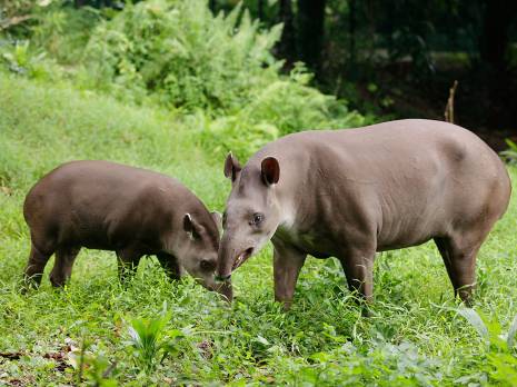 Brazilian Tapir