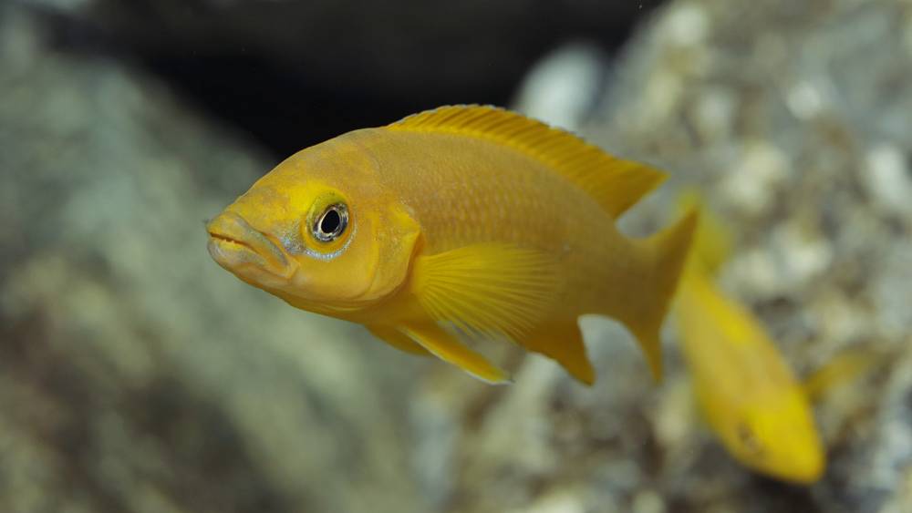 yellow fish swimming