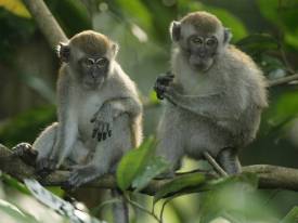 Macaque alert