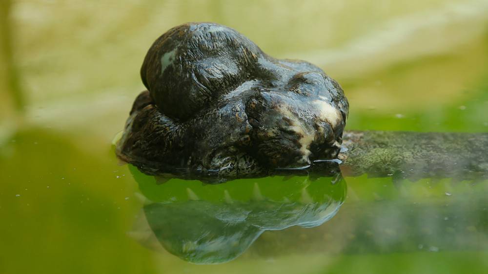 The gharial’s ghara