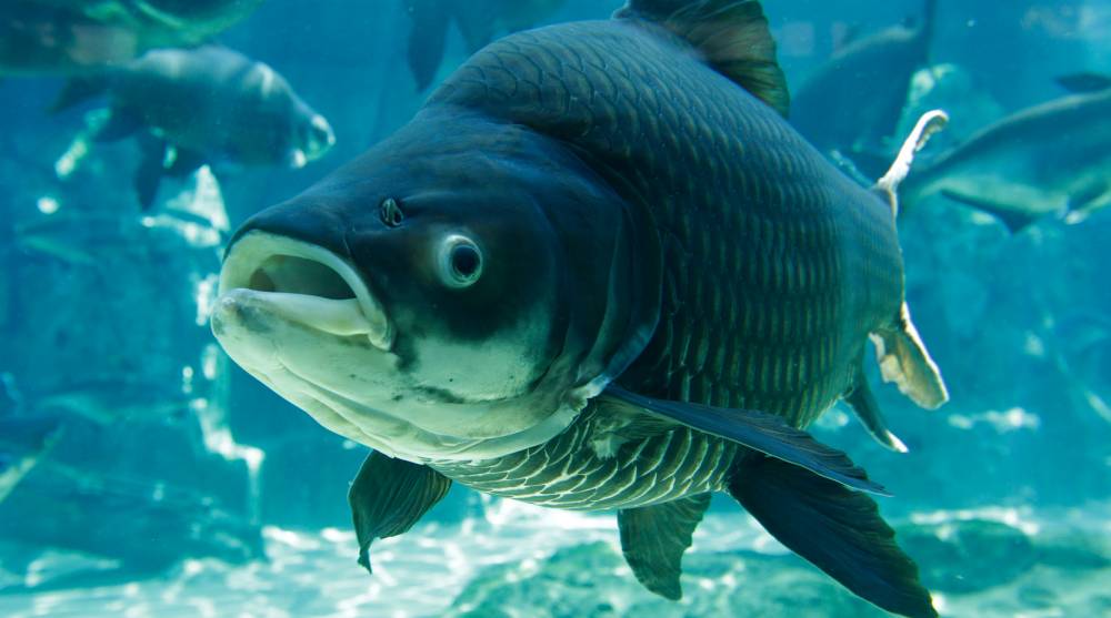 大河水族馆