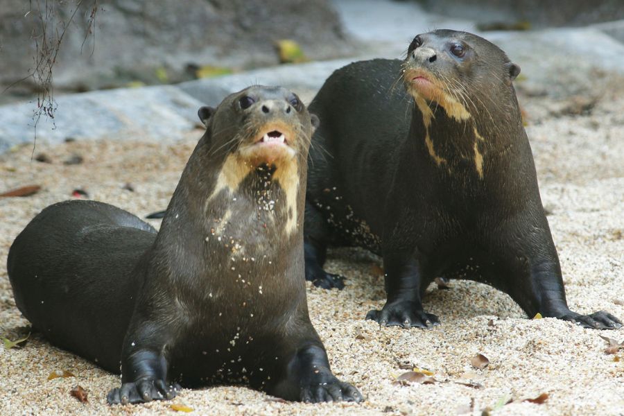 Image of two giant otters