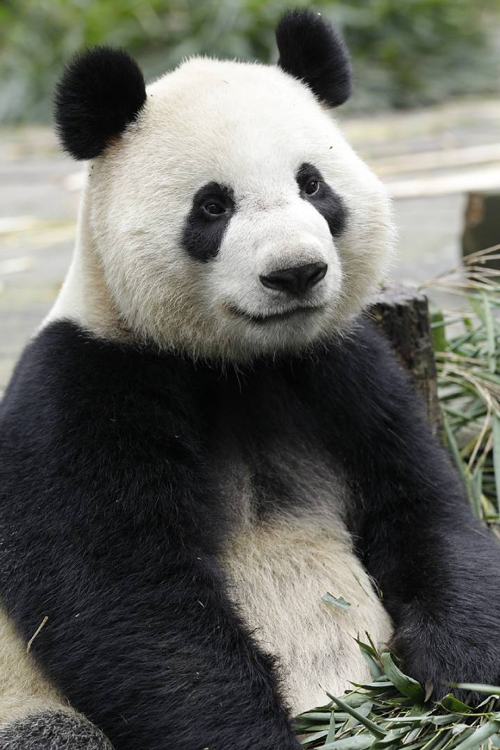Pavilion Capital Giant Panda Forest