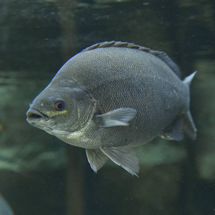 Jade perch