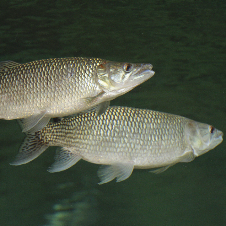 African pike