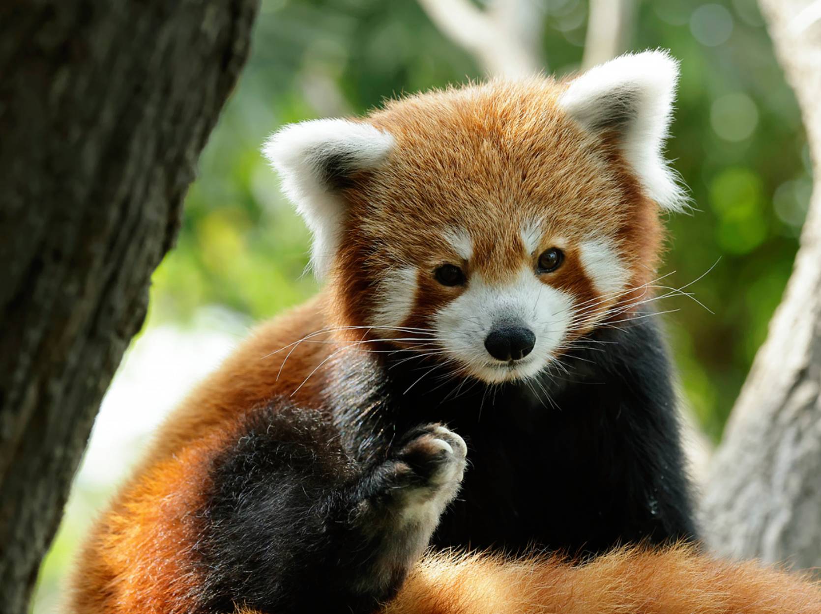 Karma the Himalayan red panda