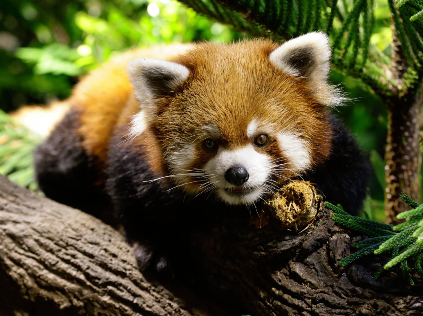 Yaffa the red panda