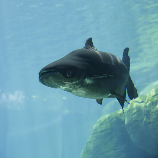 Mekong Giant Catfish