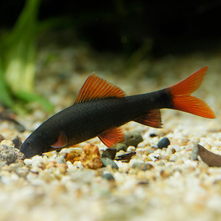 Rainbow shark