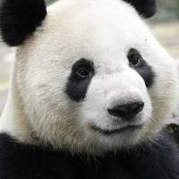Giant Panda
