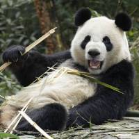 Pavilion Capital Giant Panda Forest