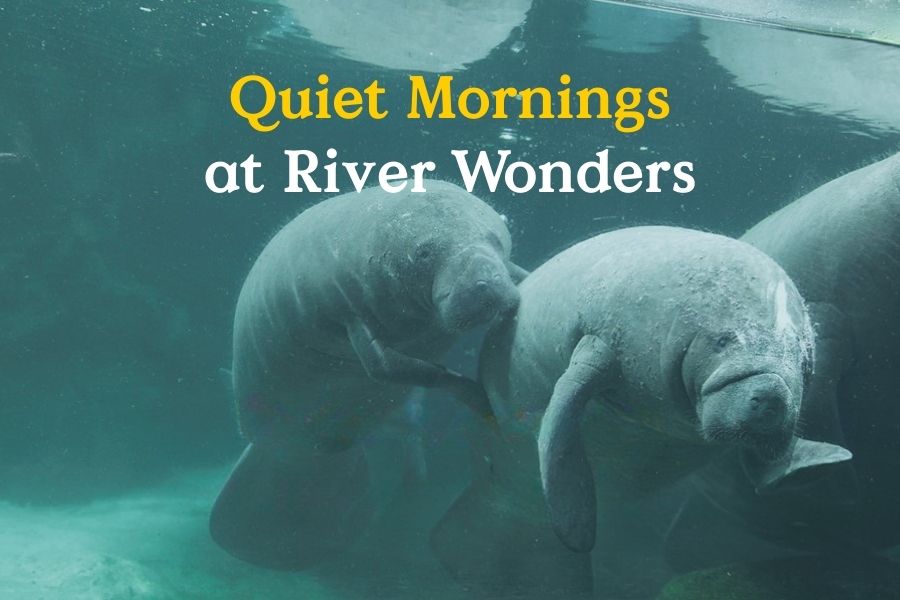 In support of inclusivity at Mandai Wildlife Reserve, River Wonders will open an hour earlier at 9am on 18 Oct (Sat) and 19 Oct (Sun).