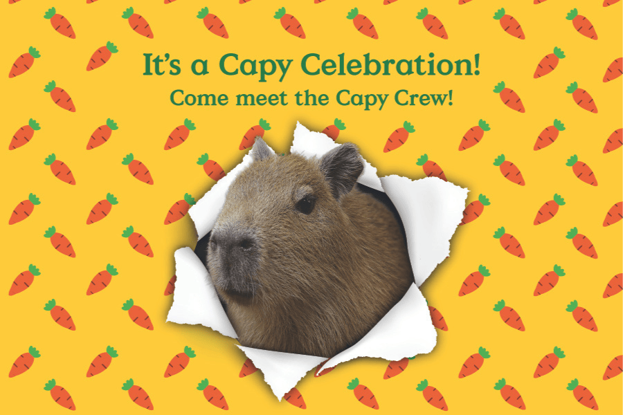 It’s a Capy Celebration!