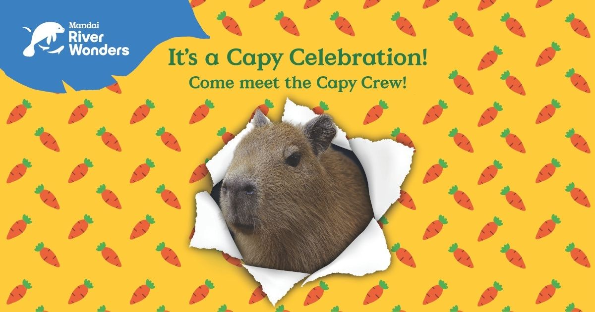 It's a Capy Celebration