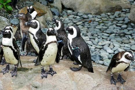 Animal Behaviour & Enrichment Center