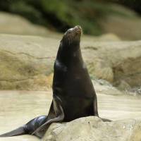 Sea Lion