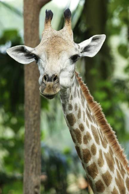 Giraffe