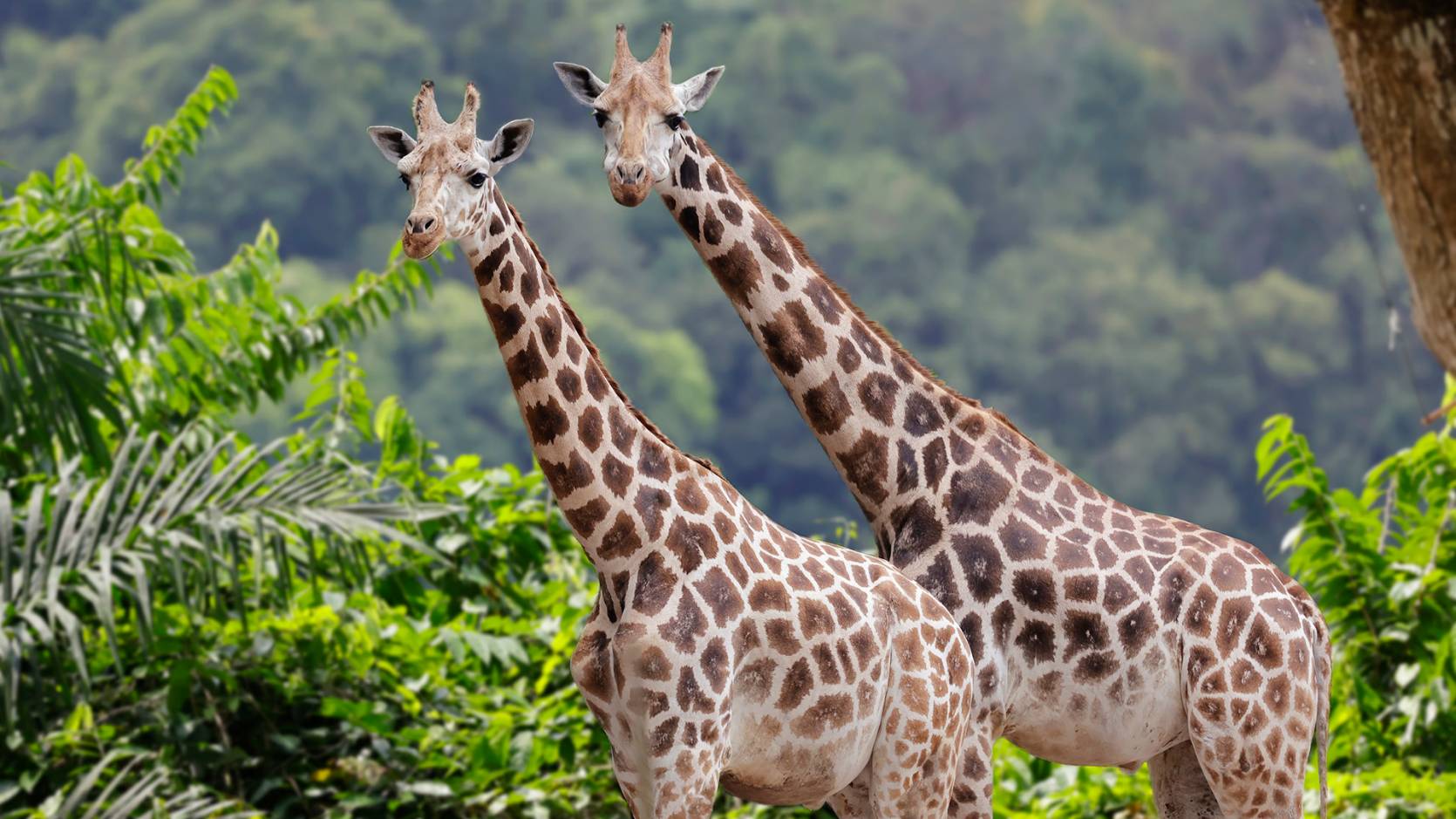 https://www.mandai.com/content/dam/mandai/singapore-zoo/animals-zones/giraffe/Masthead_E3A2931.jpg.transform/compress/resize1670/img.jpg