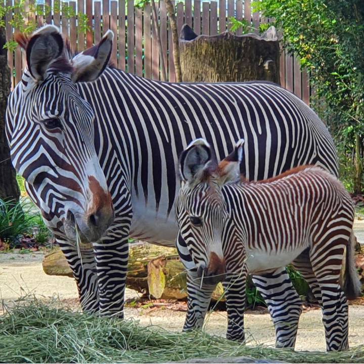 Zebra - Singapore Zoo