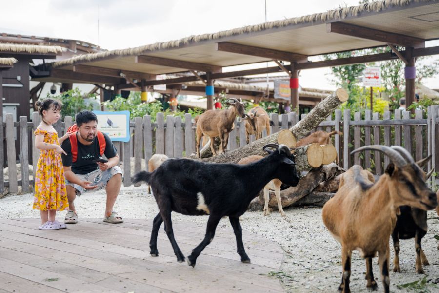 /content/dam/mandai/singapore-zoo/animals-zones/kidzworld/animal-land/goat-interaction-1.jpg