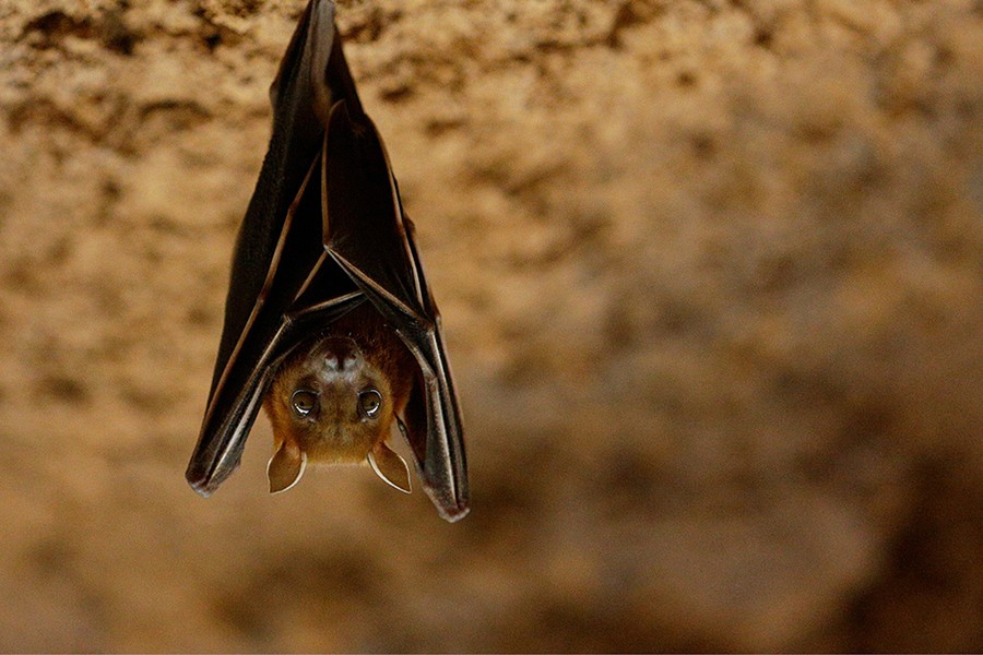 黑色星期五 踏上雨林冒险之旅
