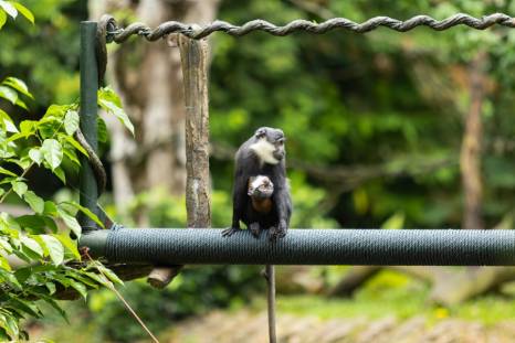 Baby L'hoest's monkey with mum Koumi