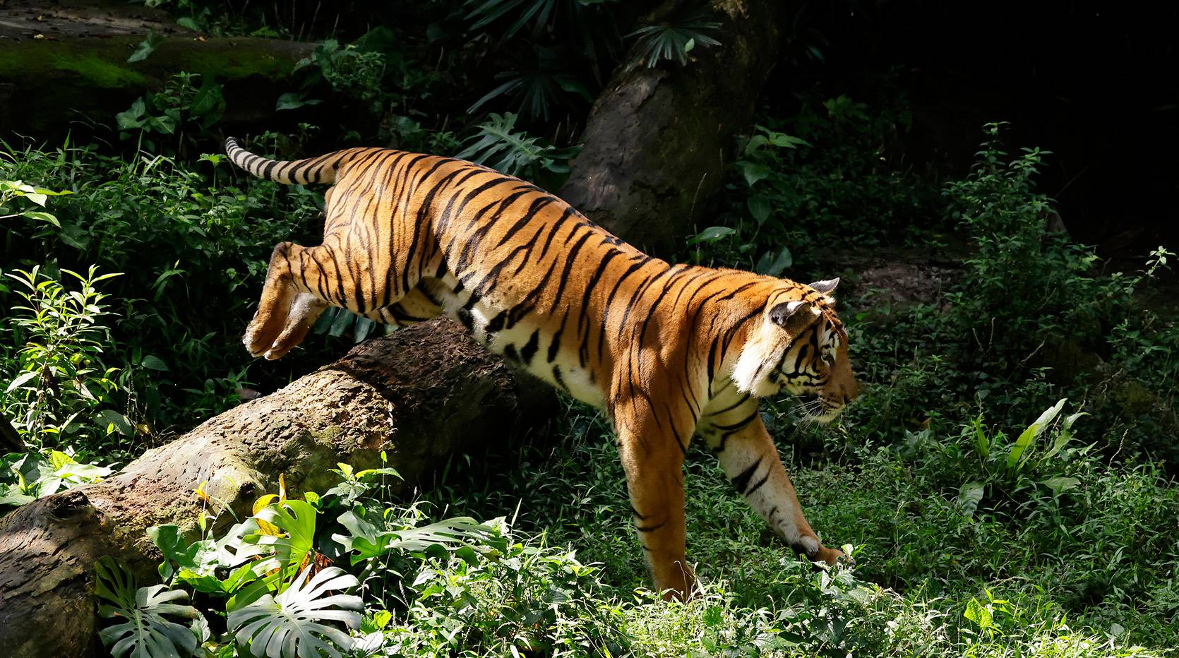 Malayan Tiger - Singapore Zoo