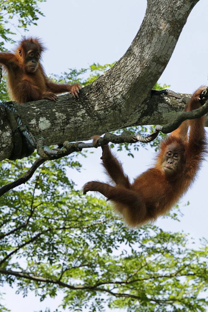 Orangutan Island
