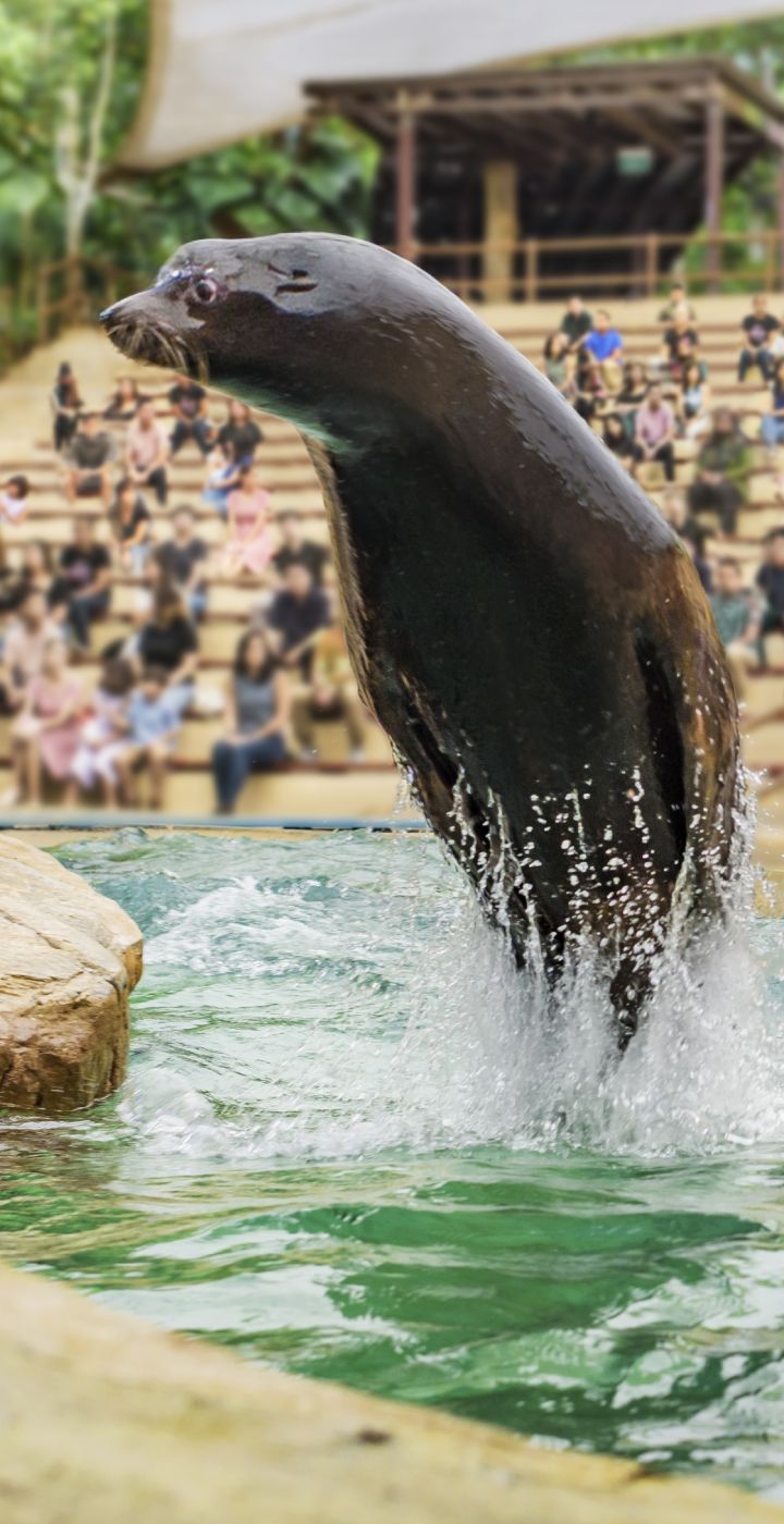 Splash Safari - Singapore Zoo