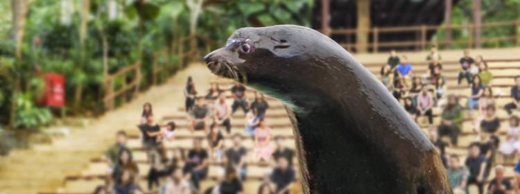 Presentations - Singapore Zoo