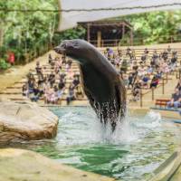 Splash Safari presentation