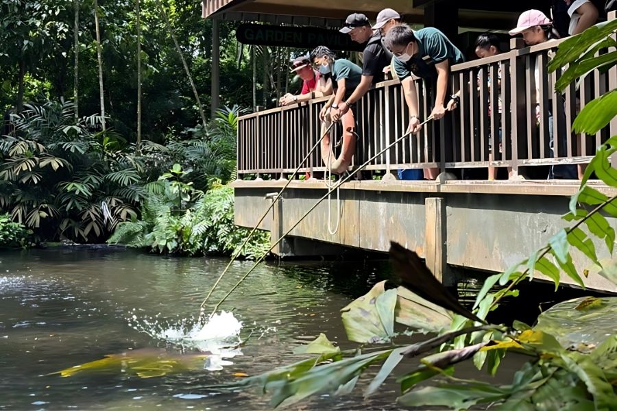 Arapaima Feeding