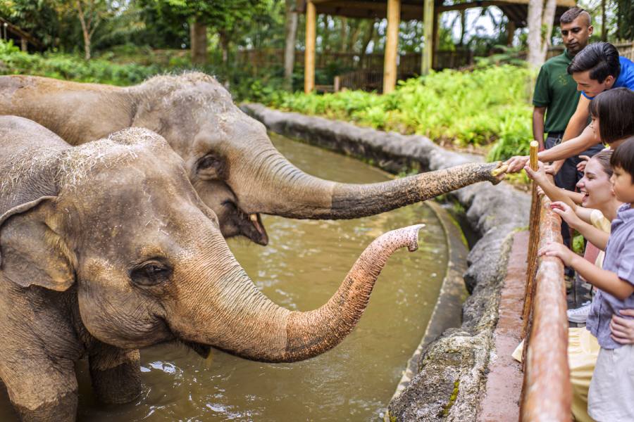 /content/dam/mandai/singapore-zoo/things-to-do/elephant-feeding-900x600.jpg
