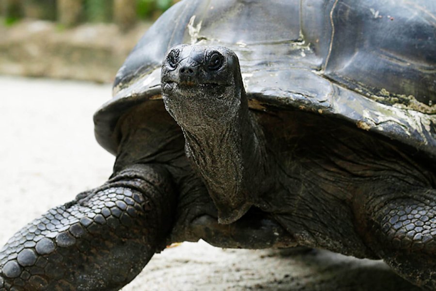 Giant Tortoise Feeding