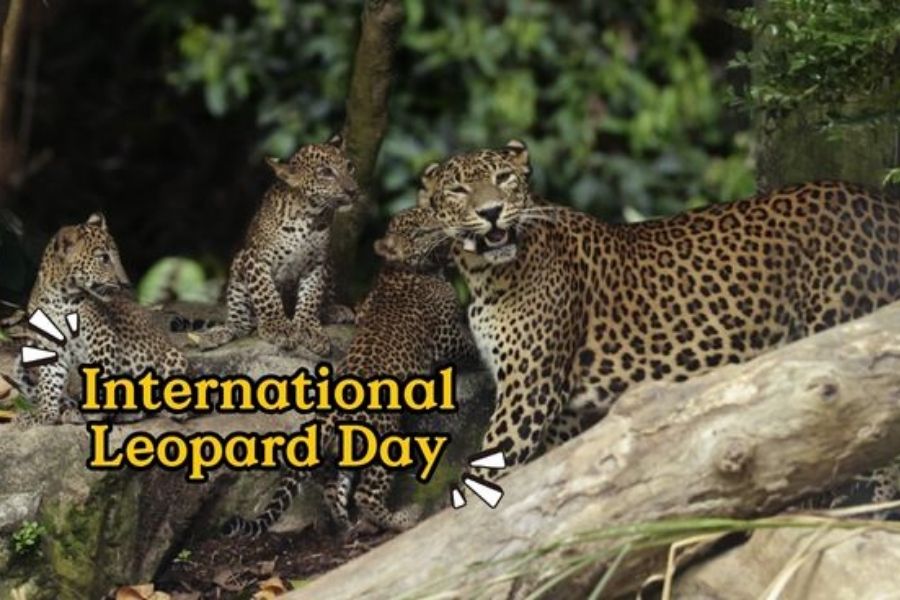 Celebrate International Leopard Day!