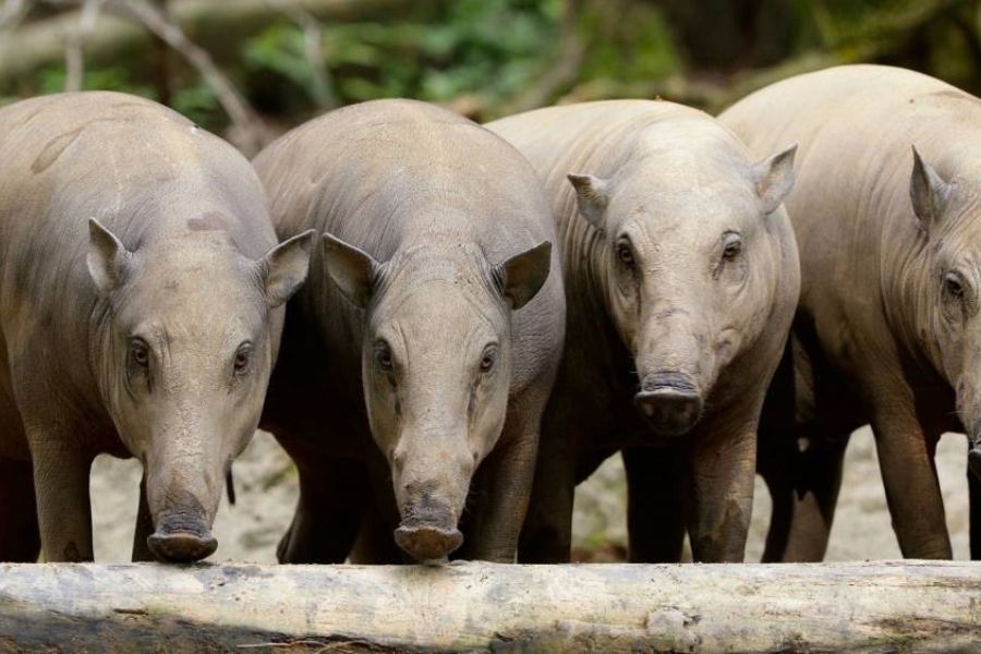 Babirusa and Bearded Pig Keeper Talk