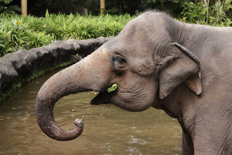 /content/dam/mandai/singapore-zoo/things-to-do/keeper-talks/elephant-keeper-talk.jpg